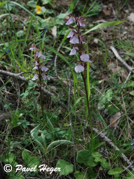 Orchis cazorlenzis